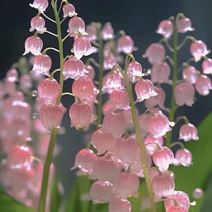 Meet your Posher, Ivy